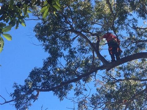 tree trimming toowoomba|Arborist Toowoomba .